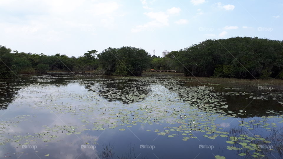 Daytime at Beddagana Wetland Park in Sri Lanka.