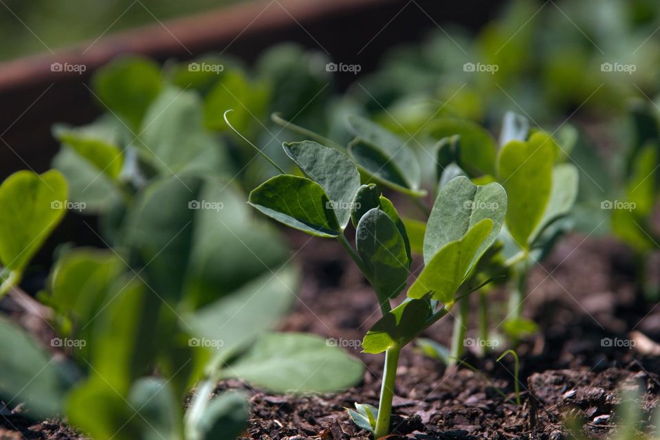 Green young shoots of plants