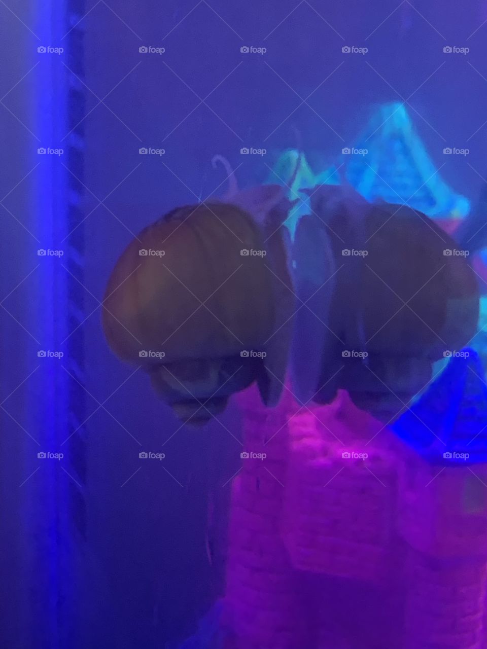 Snail in an aquarium 