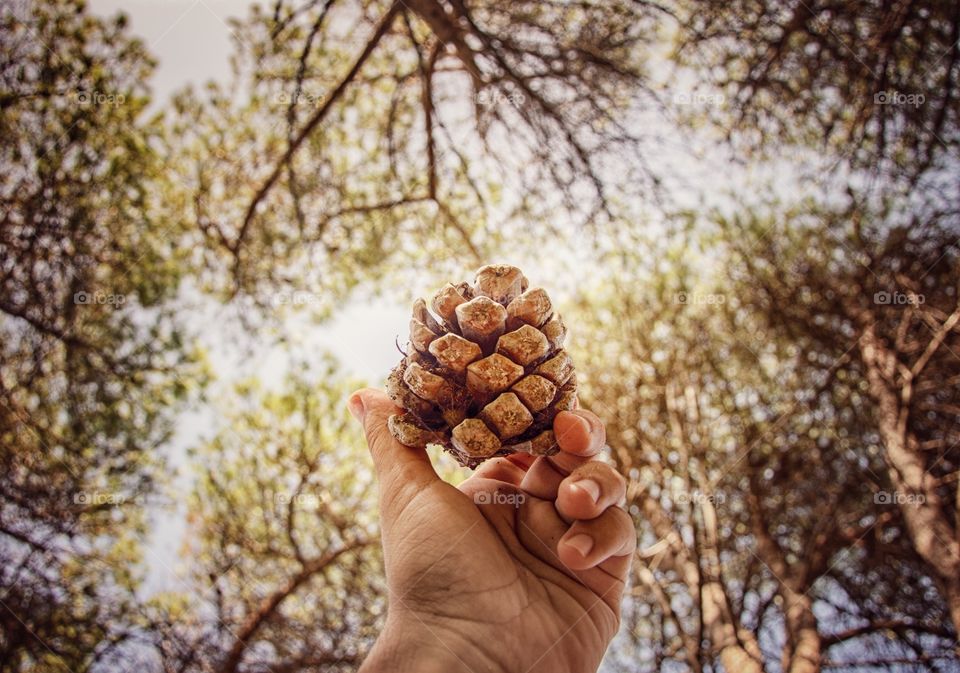 hand holding sapain fruit 