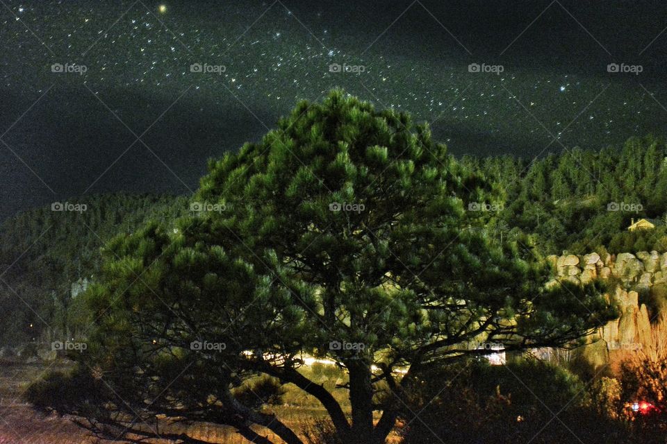 Tree snd stars