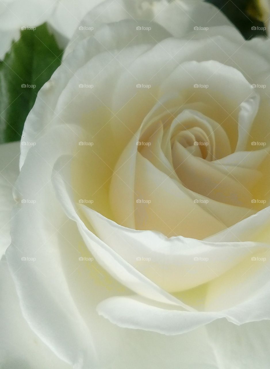 roses white flower