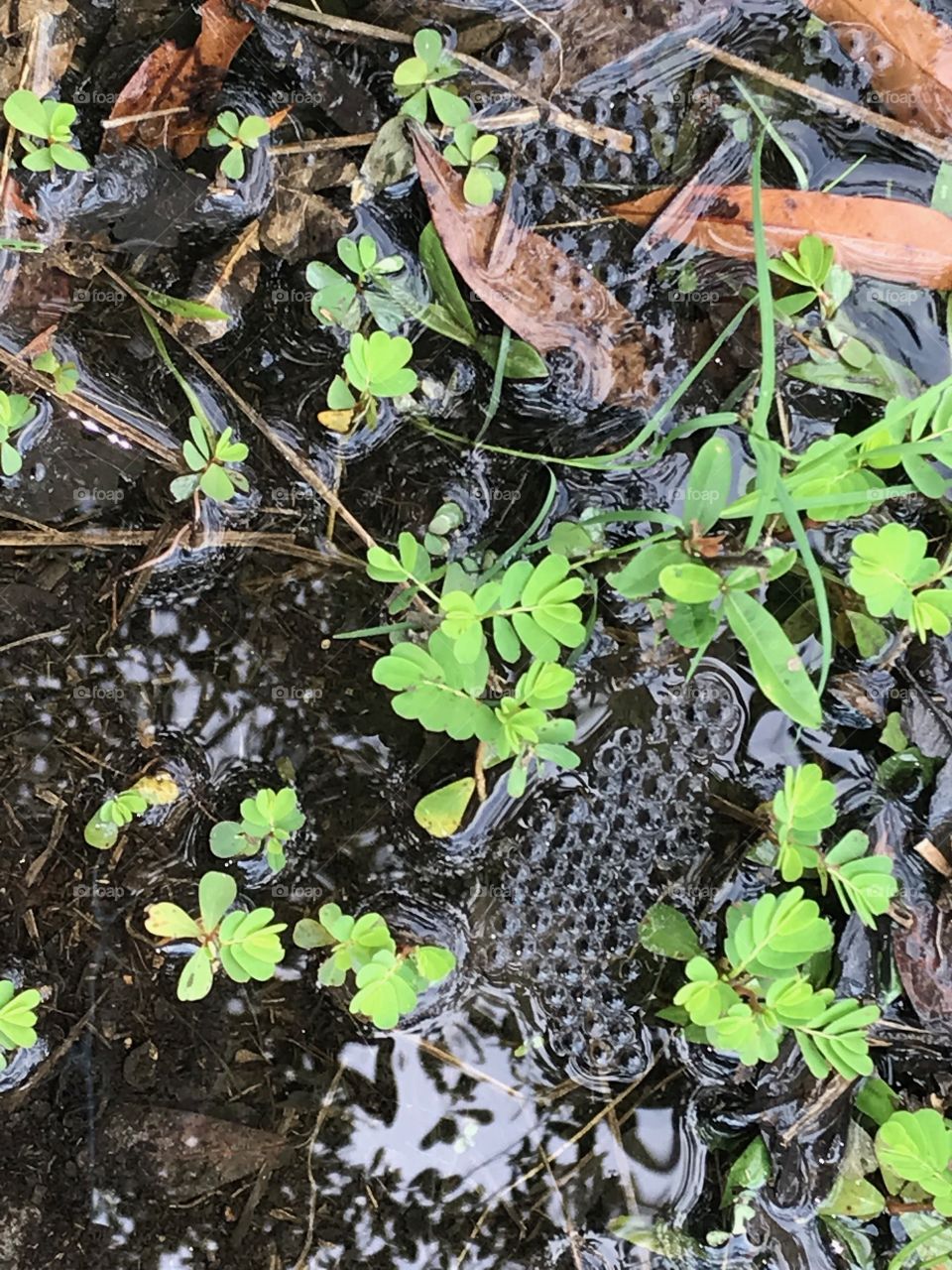 Tadpole eggs located in the woods of South Georgia. 