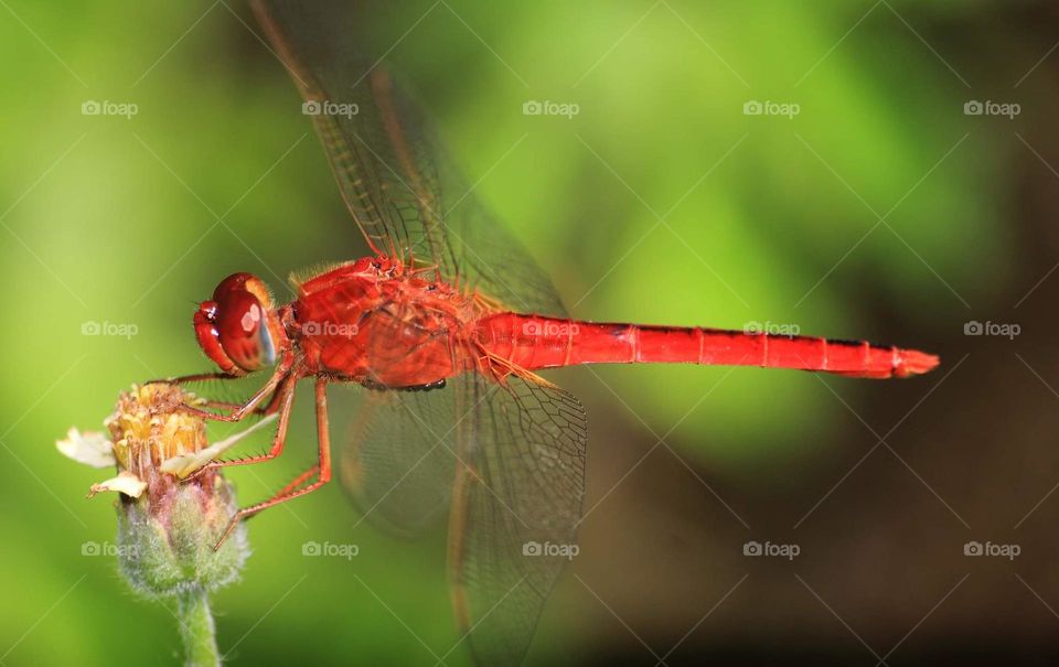 Scarlet skimmer. Male dragonfly. Scientific named : Crocothemis servilia. Incommon dragonfly from Libellulidae. Spreading well for the region, from the low land until the high elevate terrestrial geography.