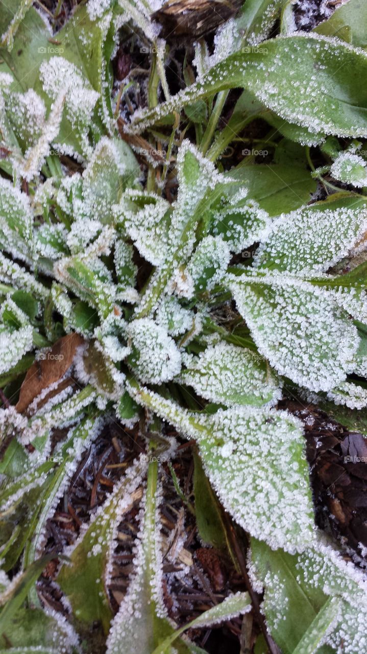 winters frost