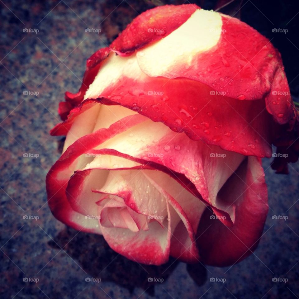 Rose on the grave 