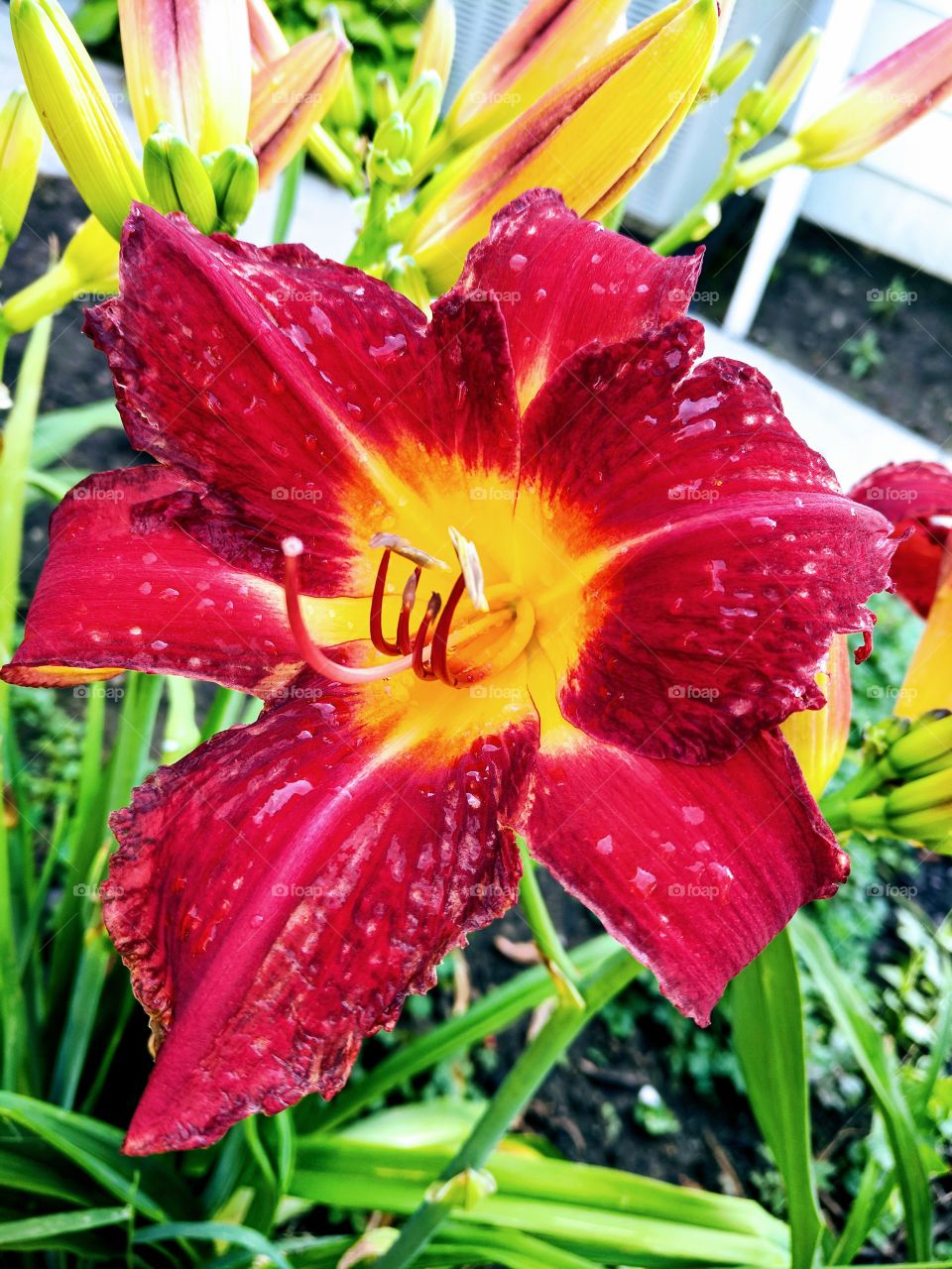 day lily