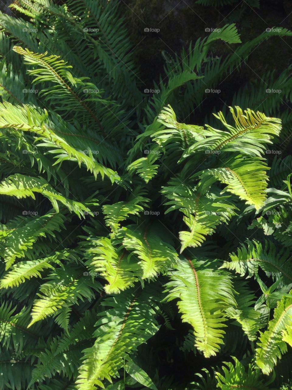 ferns