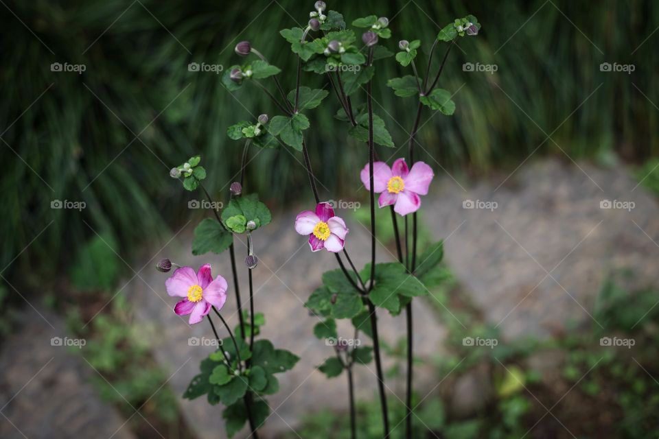 打破碗花花