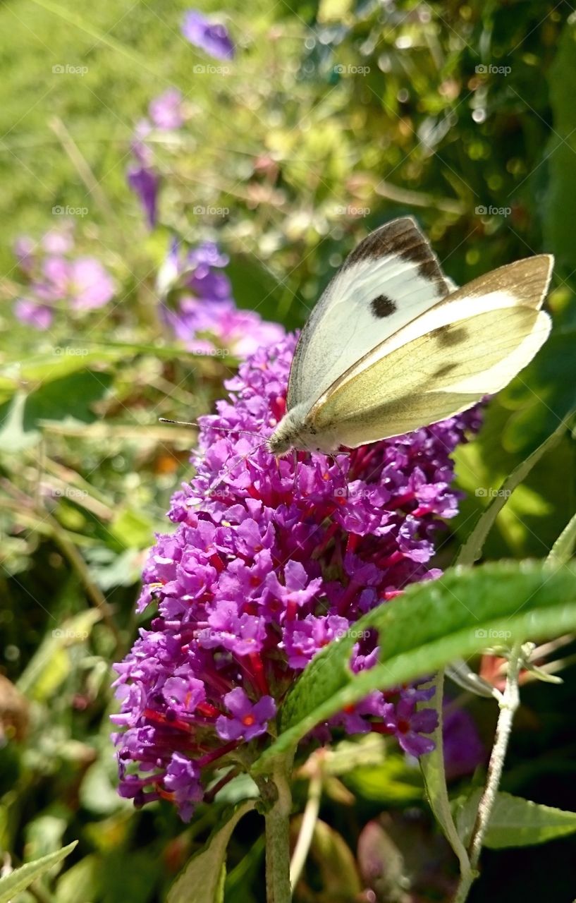 Butterfly on a buddleja. Butterfly on a buddleja