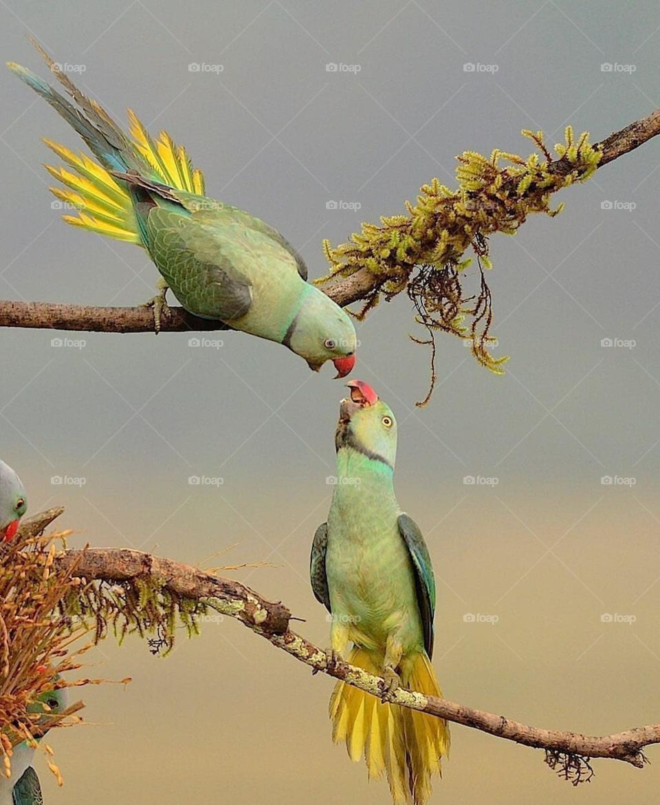 Parrot s Love
