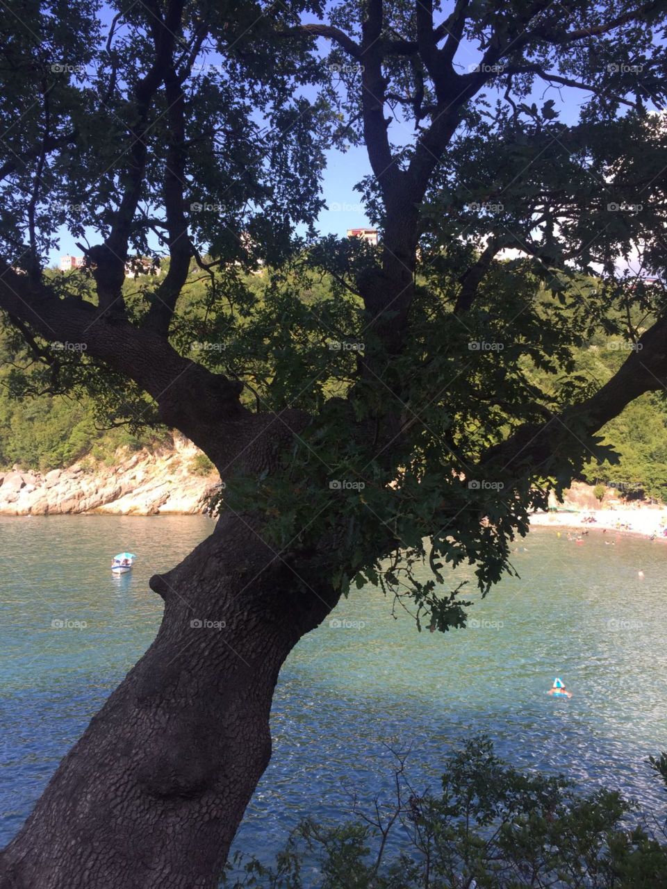 Tree, No Person, Water, Landscape, Nature