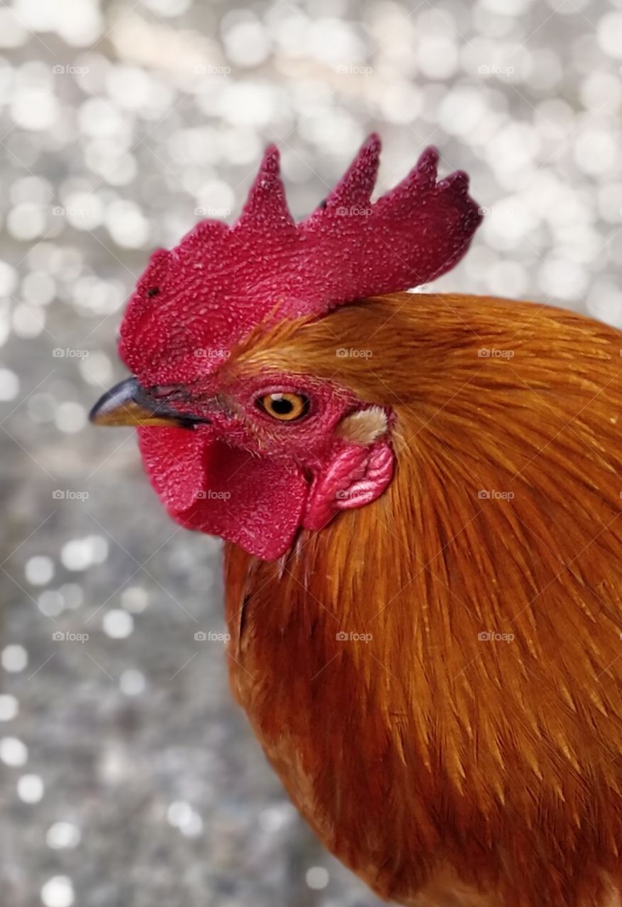 cock chicken
