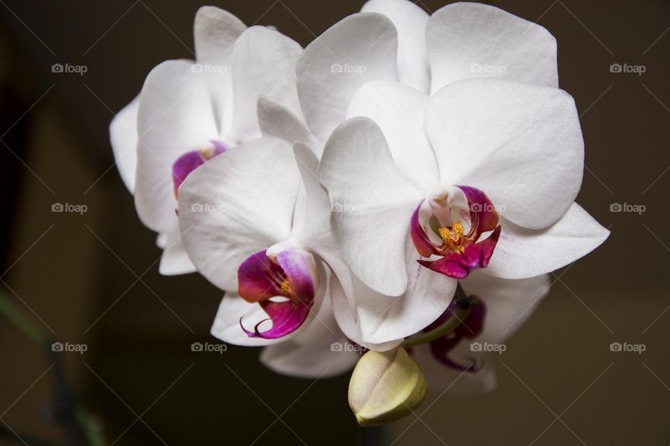 white orchids close up