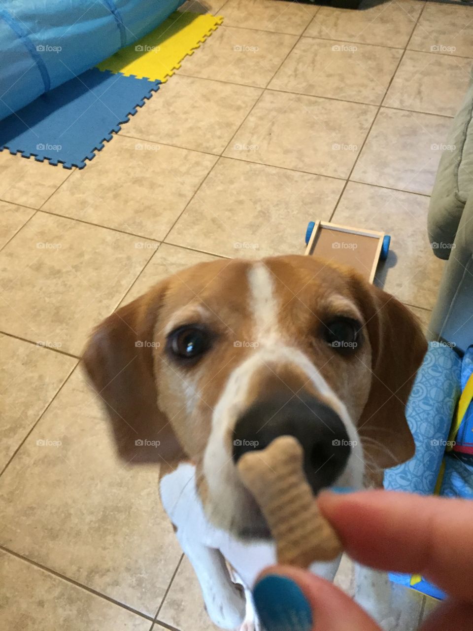 Beagle sitting for treat
