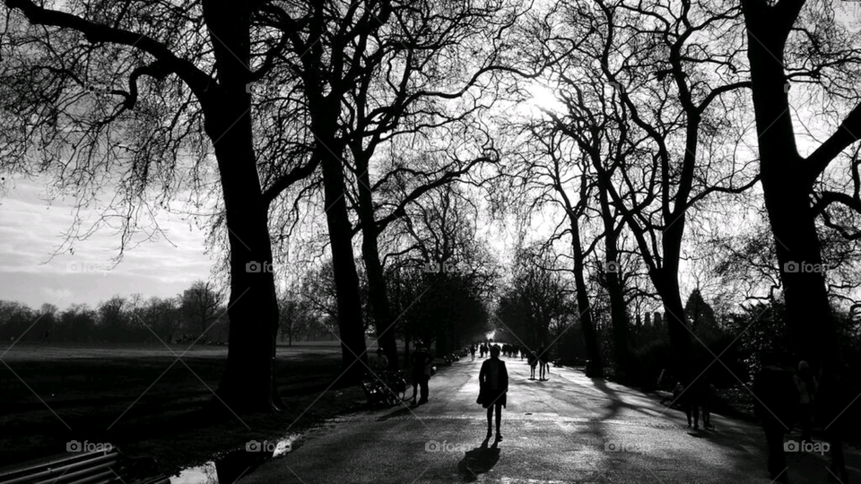 landscape shot of leafless trees in a london park