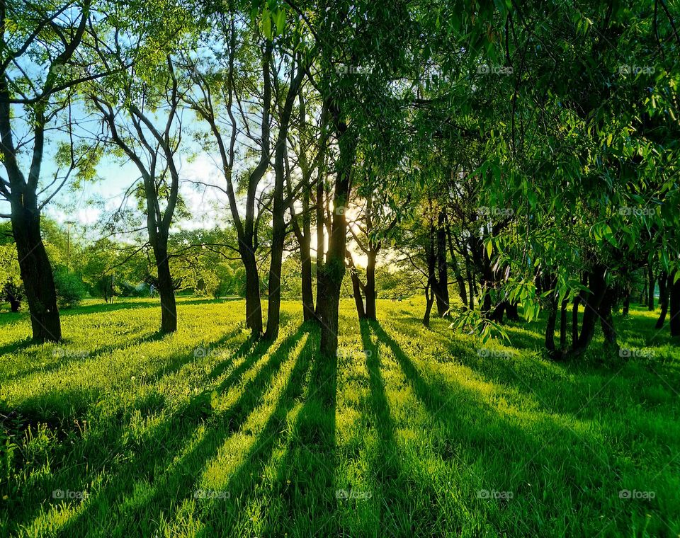 The sun sets and the shadows of the trees fall on the ground