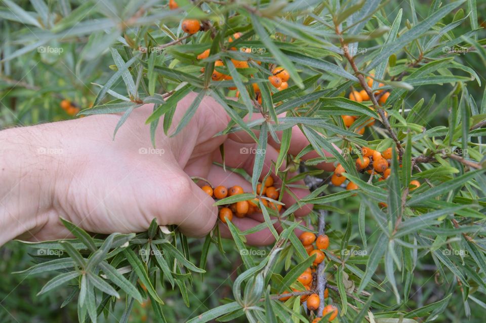 Close-up of hand holding sea buckthron berries 