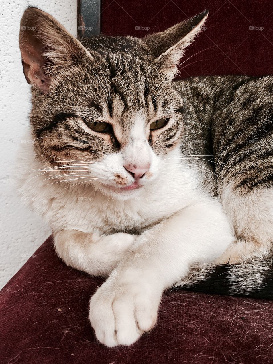 Portrait of a resting cat