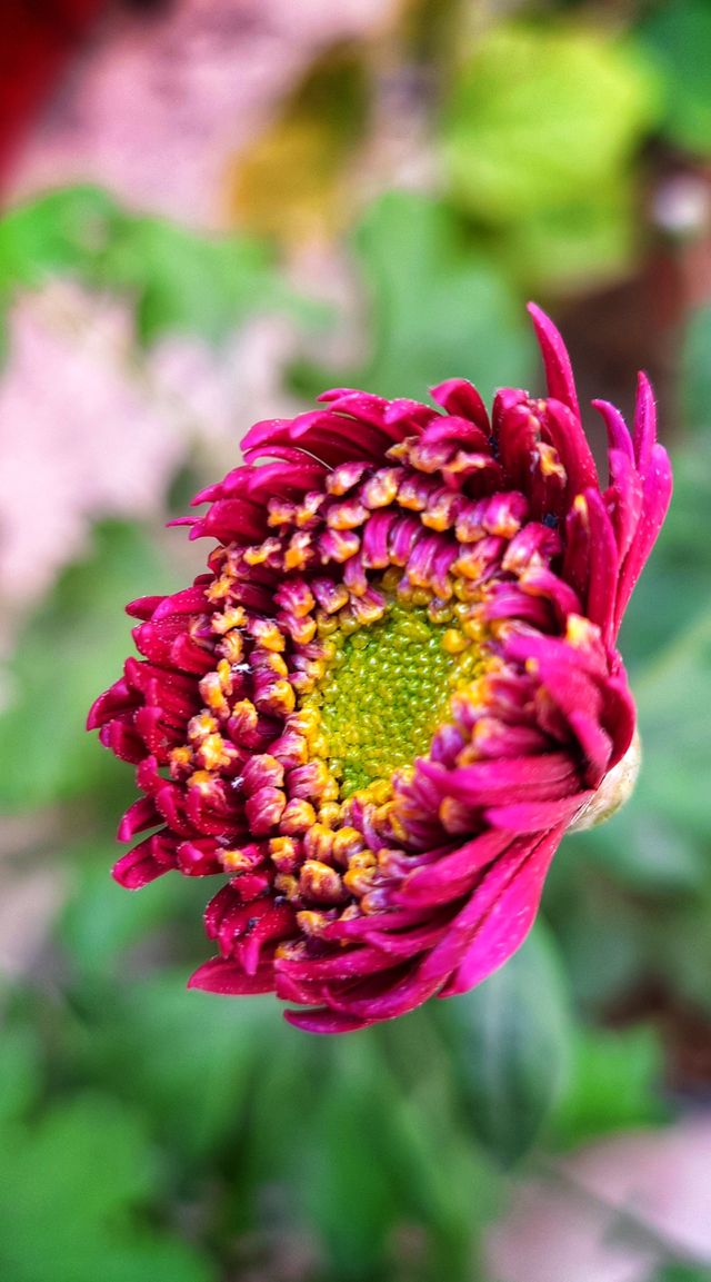 This micro photo was captured in Samsung Galaxy phone I captured a beautiful magenta blooming flower with focus