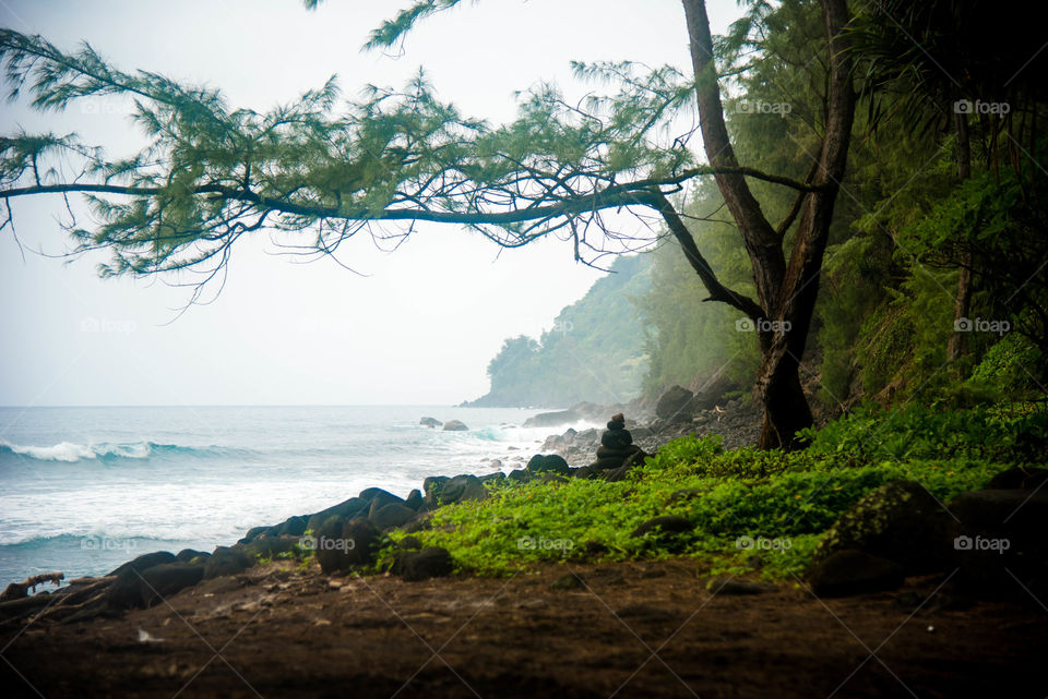 the Hawaiian Forest meets the ocean