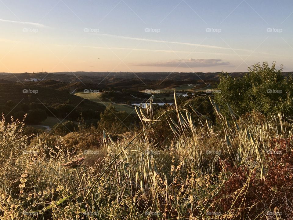 Grass in evening light with landscape view