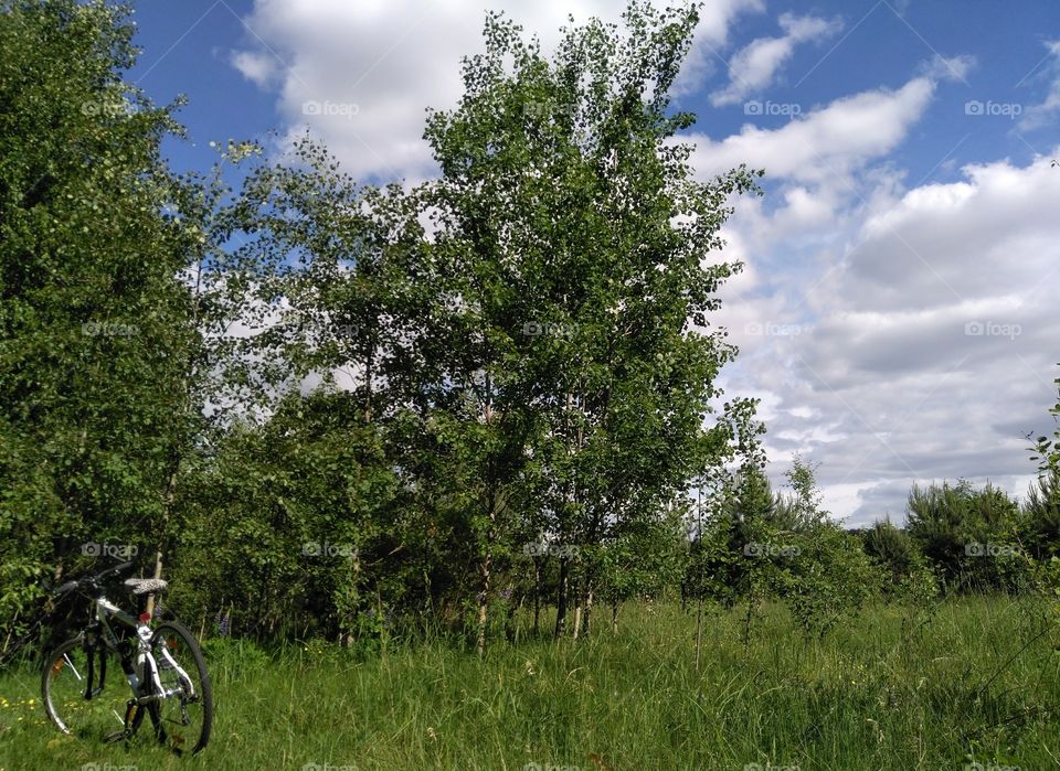 green forest and bike summer landscape