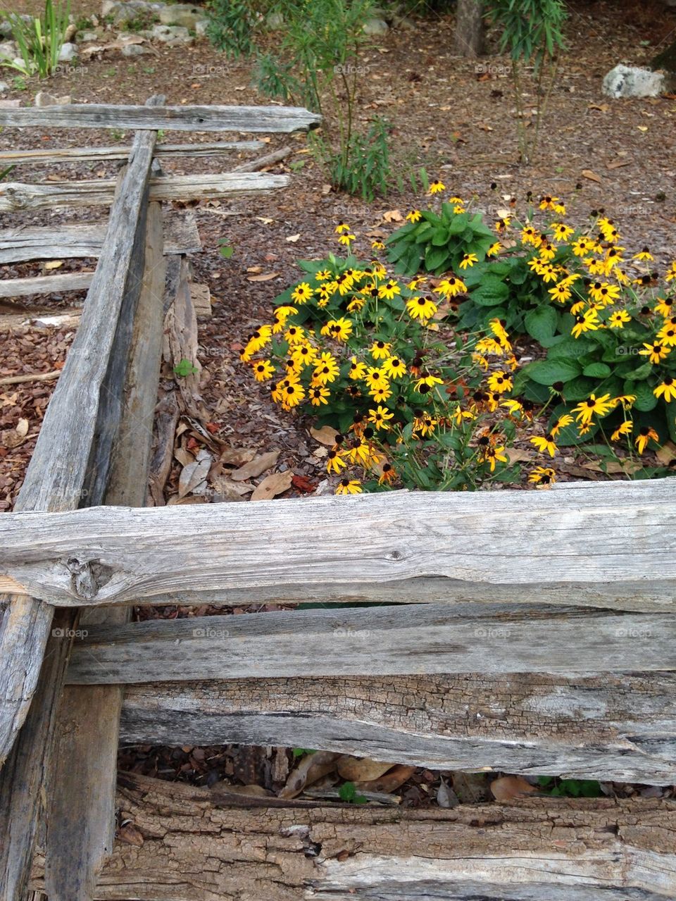 Flowers bed and split rail fence