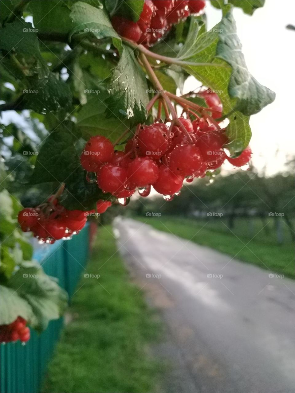viburnum berries after rain