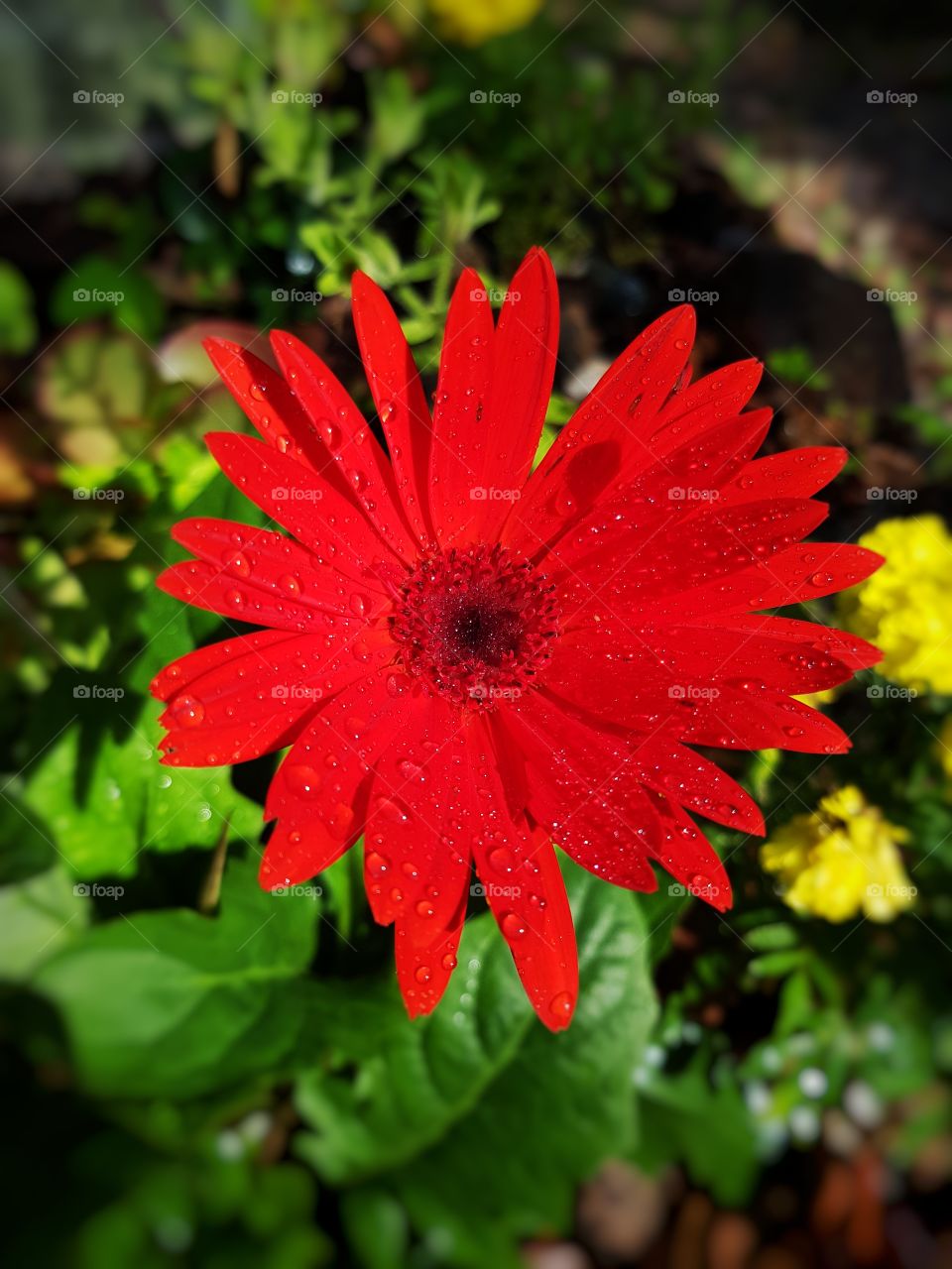 gerbera