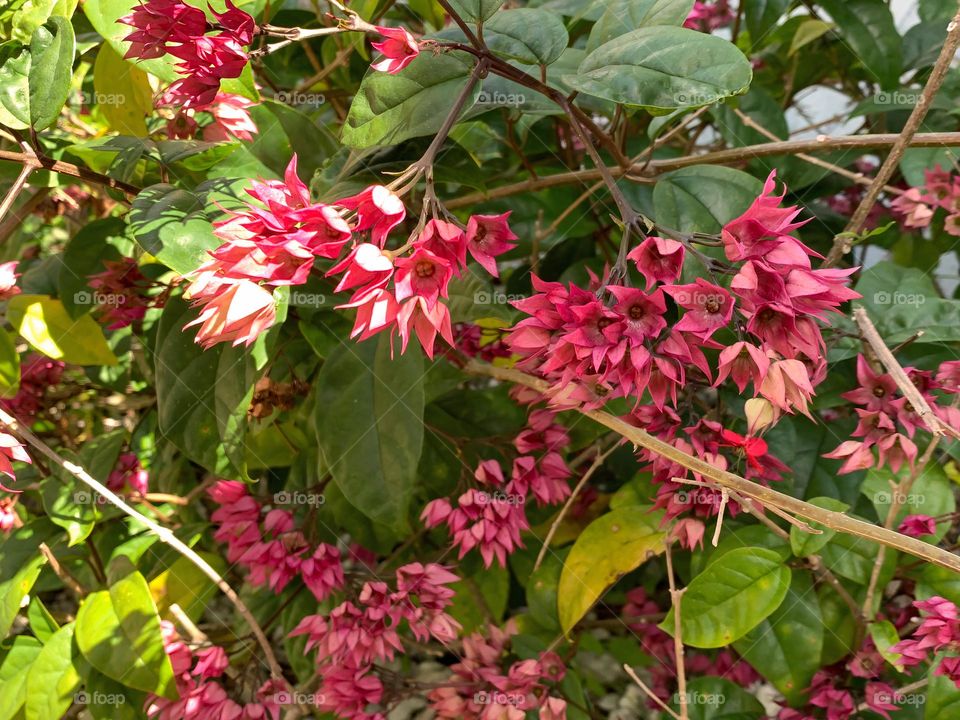 Umbel Clerodendrum, Glorybower, Bleeding Heart Glorybower Plant And Flowers Growing Under The Morning Sun During Spring Time. 