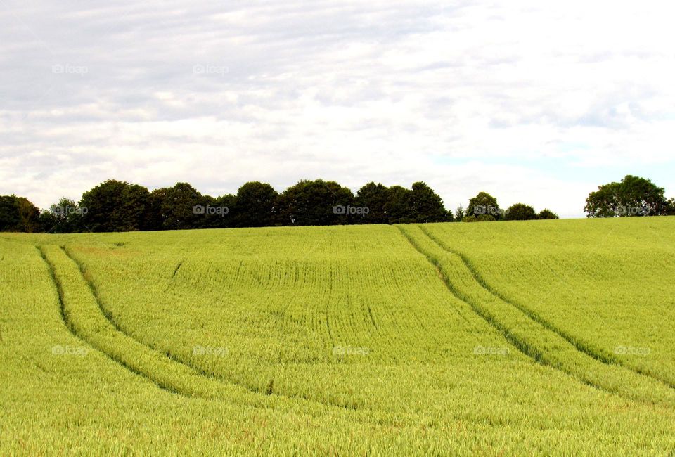 rural landscape