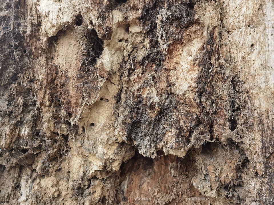 tree bark