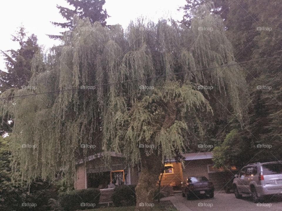 Old Willow Tree on the Corner 