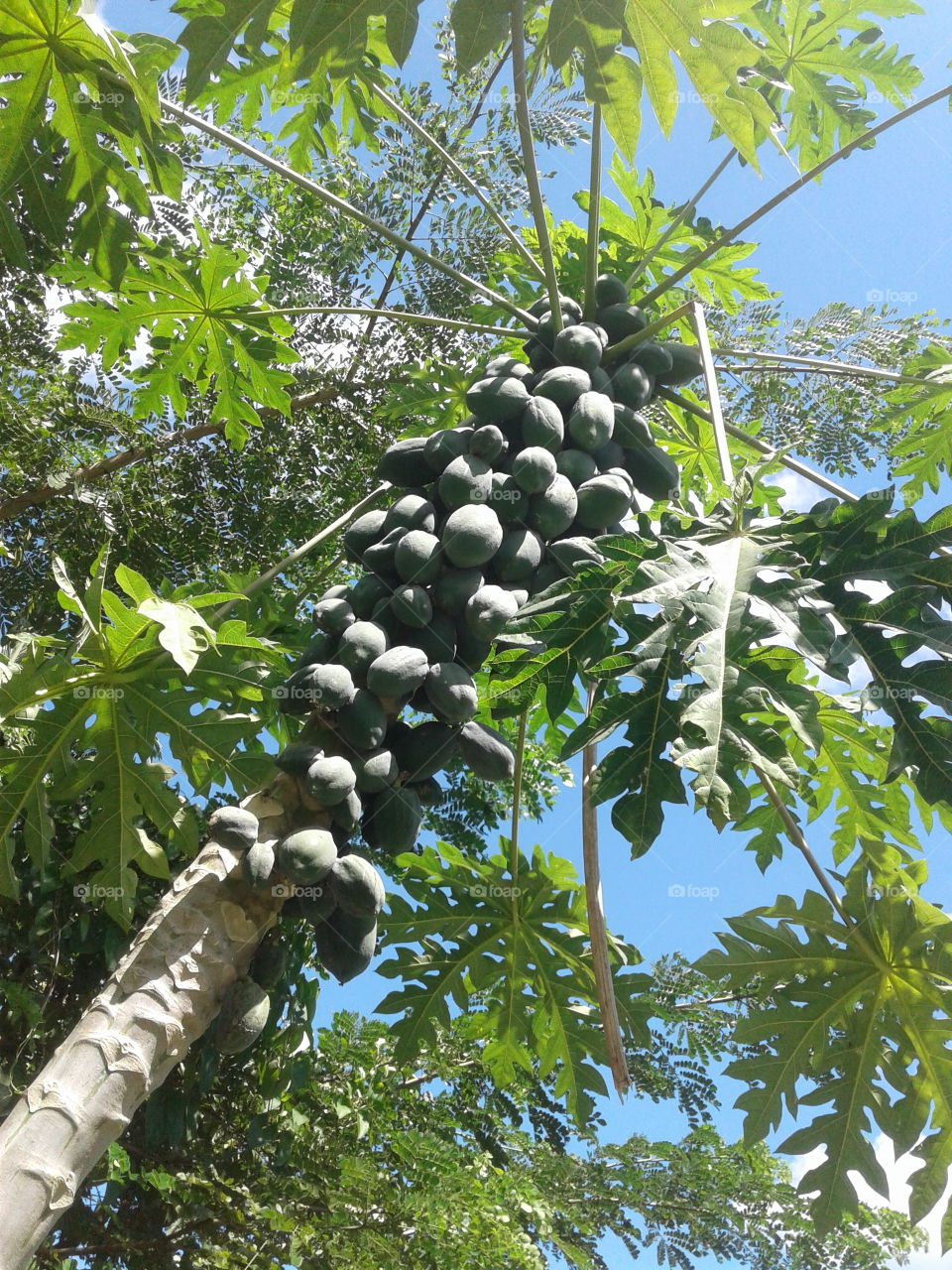 papaya tree