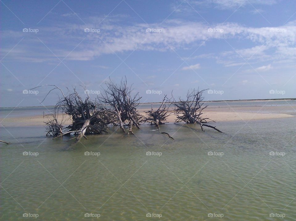 driftwood on the beach at Anclote Key Fl