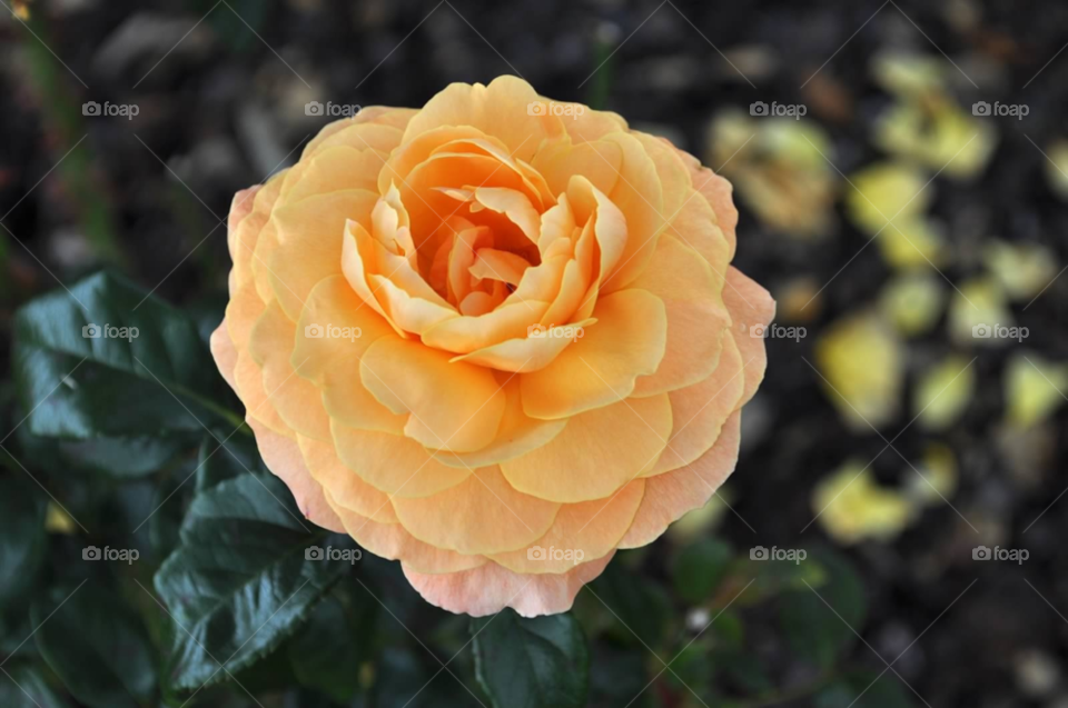 nature orange plant rose by micheled312