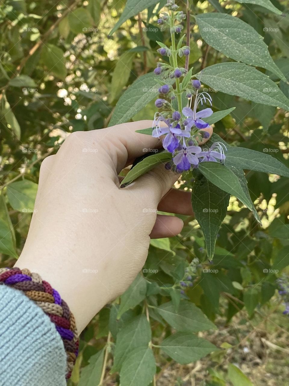 A woman’s hand catches a purple flower 