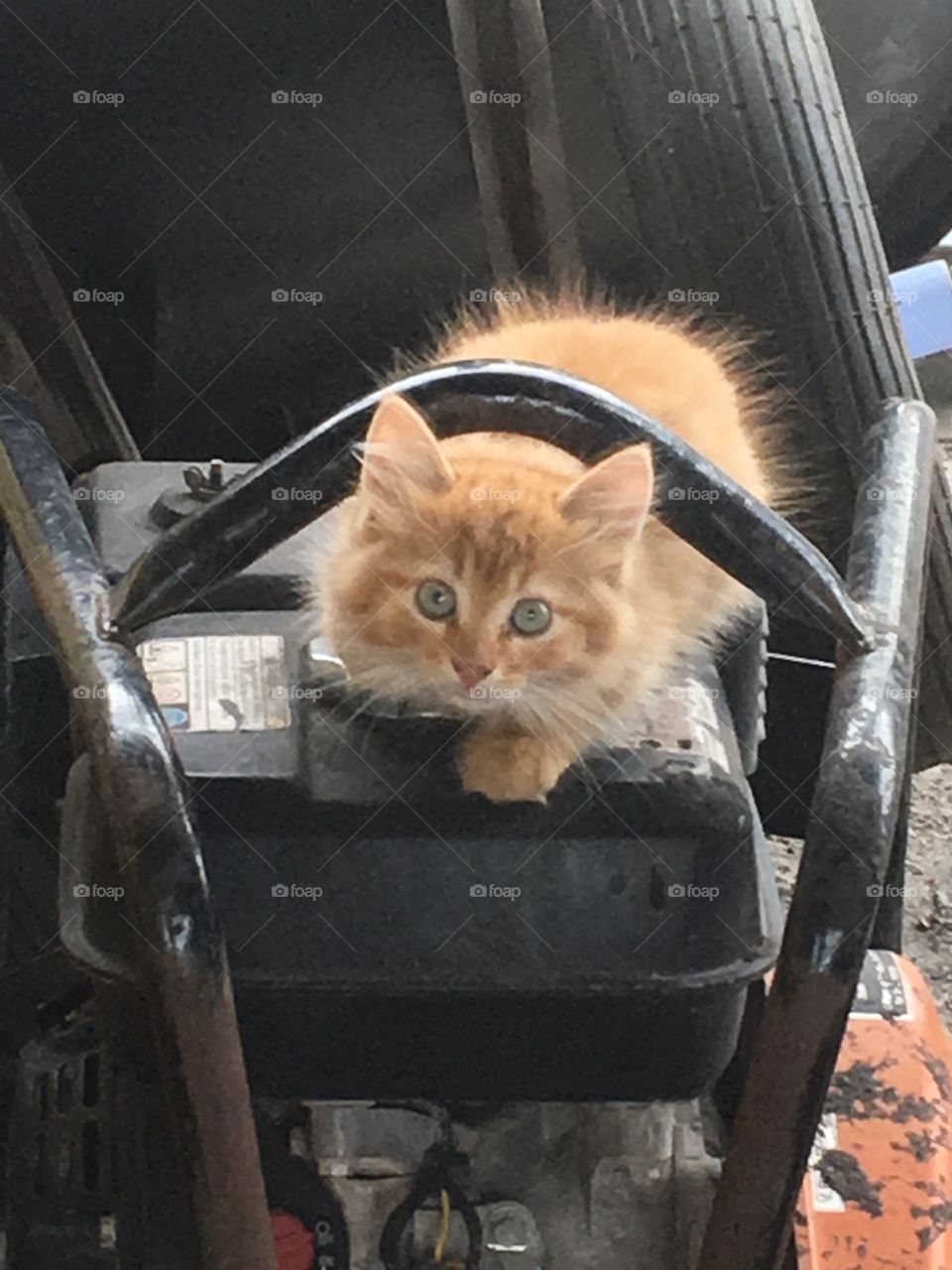 Stray kittens in the yard 