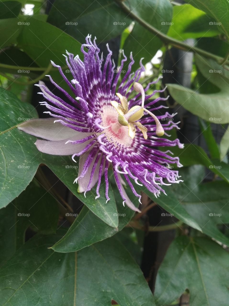 purple flower seasonal fresh shurb small size looks very beautiful generally found everywhere