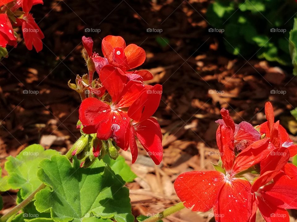 A portrait of red geraniums.