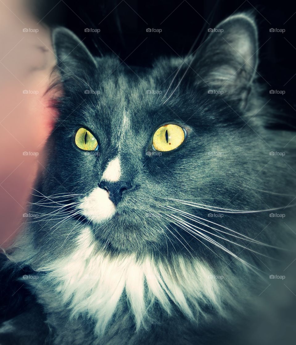 Beautiful gray cat with striking eyes.