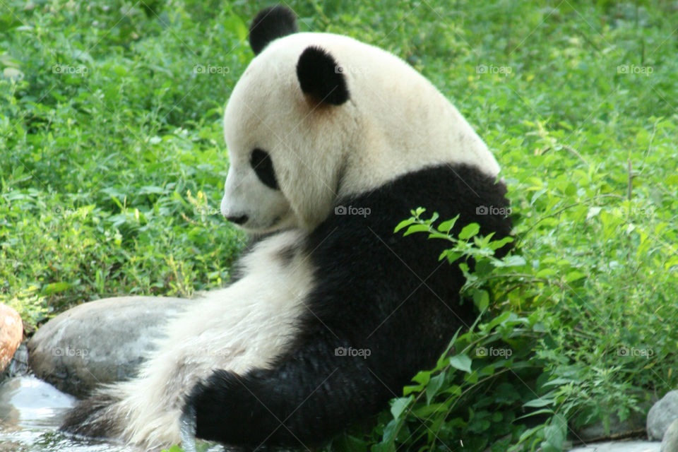 Giant panda 