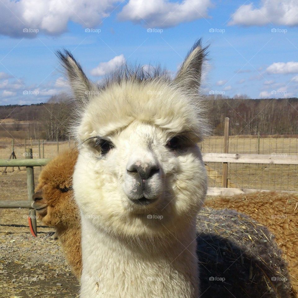 alpaca smiling 