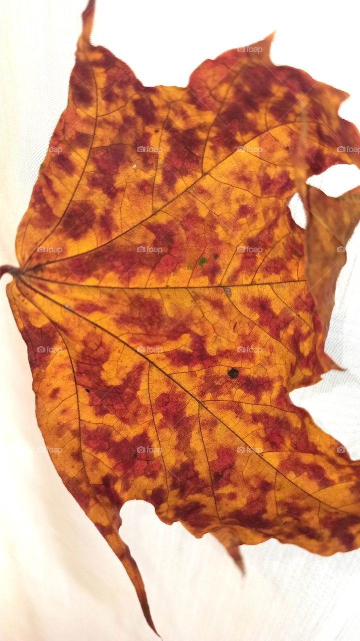 autumn leaf