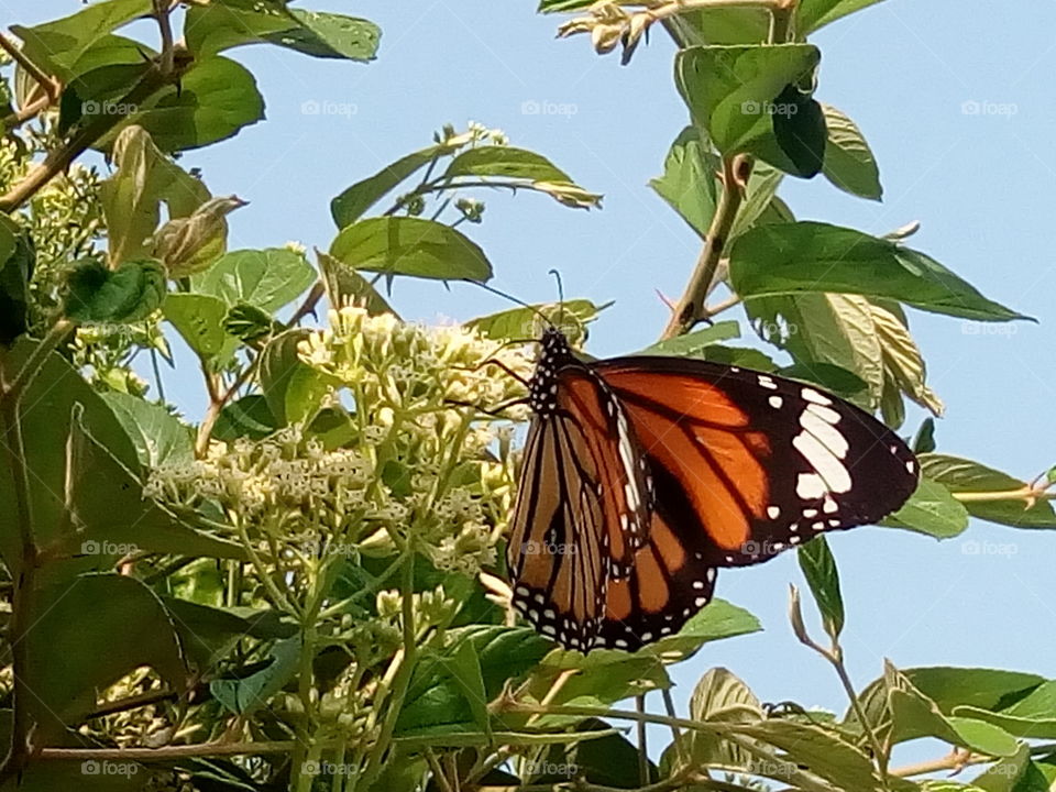 butterfly 2018-01-16 017 
#আমার_চোখে #আমার_গ্রাম #nature #butterfly #animalia #arthropoda #insecta #lepidoptera