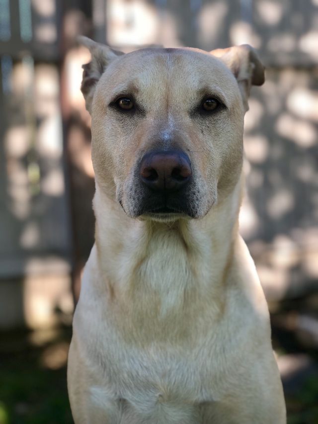 My joyful dog beau loving every second of being outdoors on a summer day soaking in all of the smells and sounds