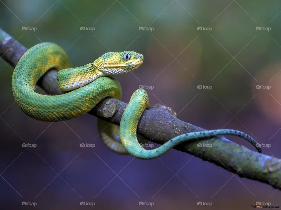 Green Snake