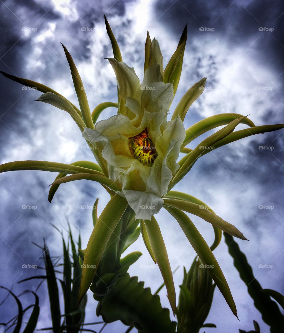 Orchid cactus flower against a threatening sky