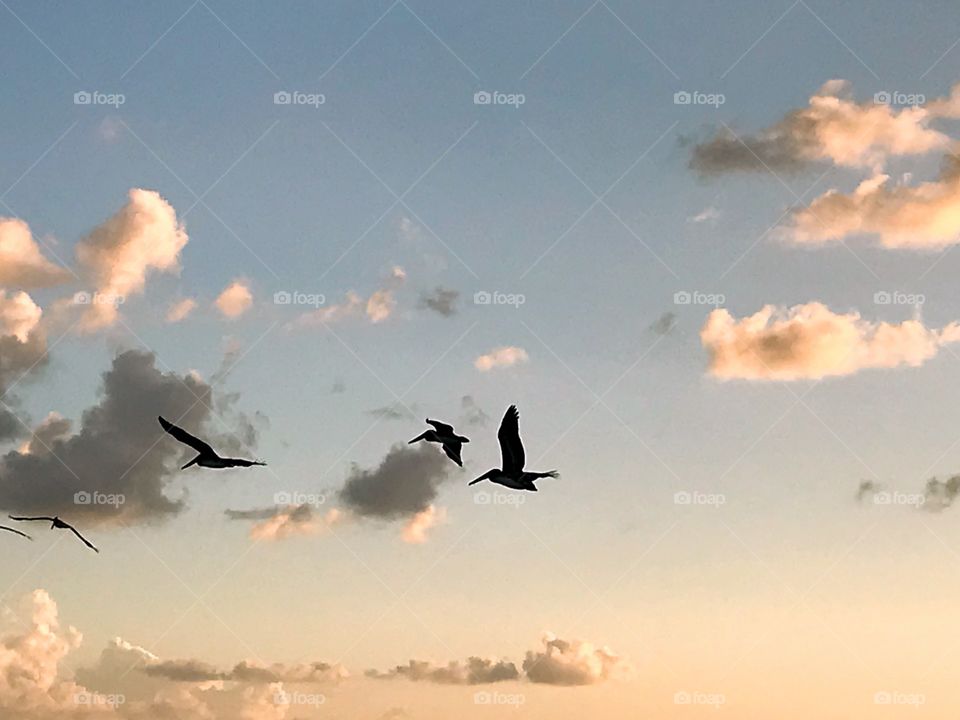 Pelicans in flight at sunset 